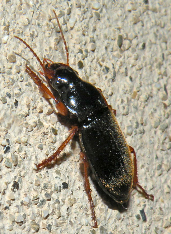 Pseudoophonus rufipes